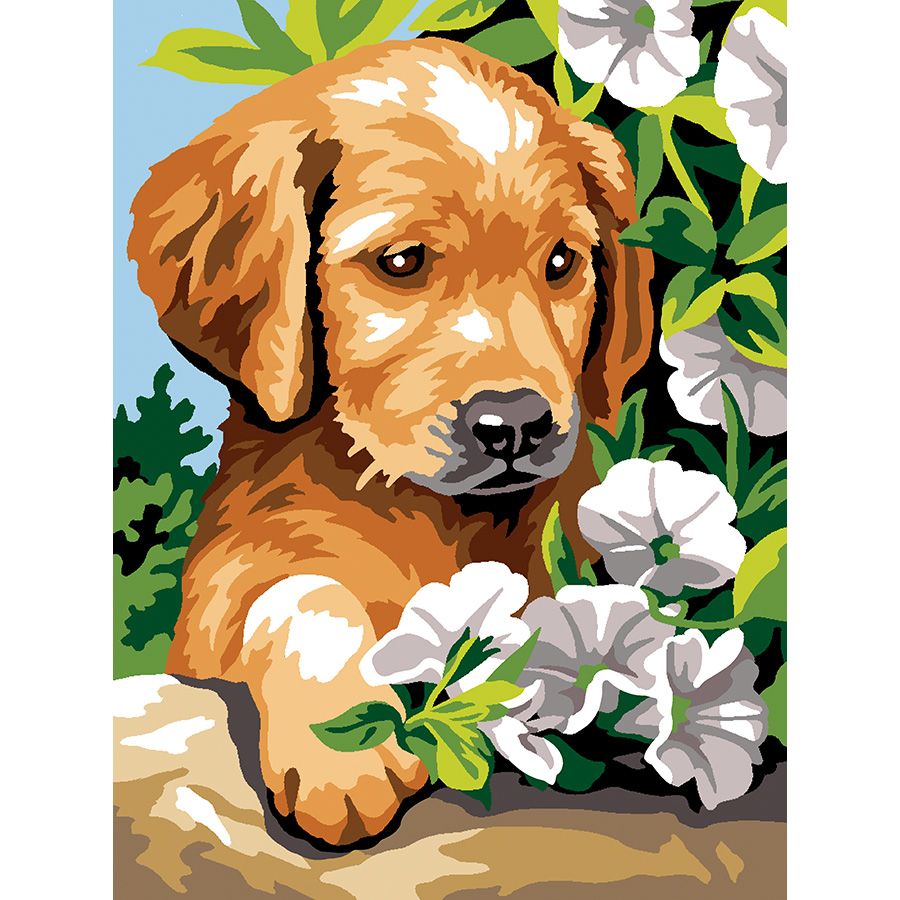 Labrador e i fiori bianchi