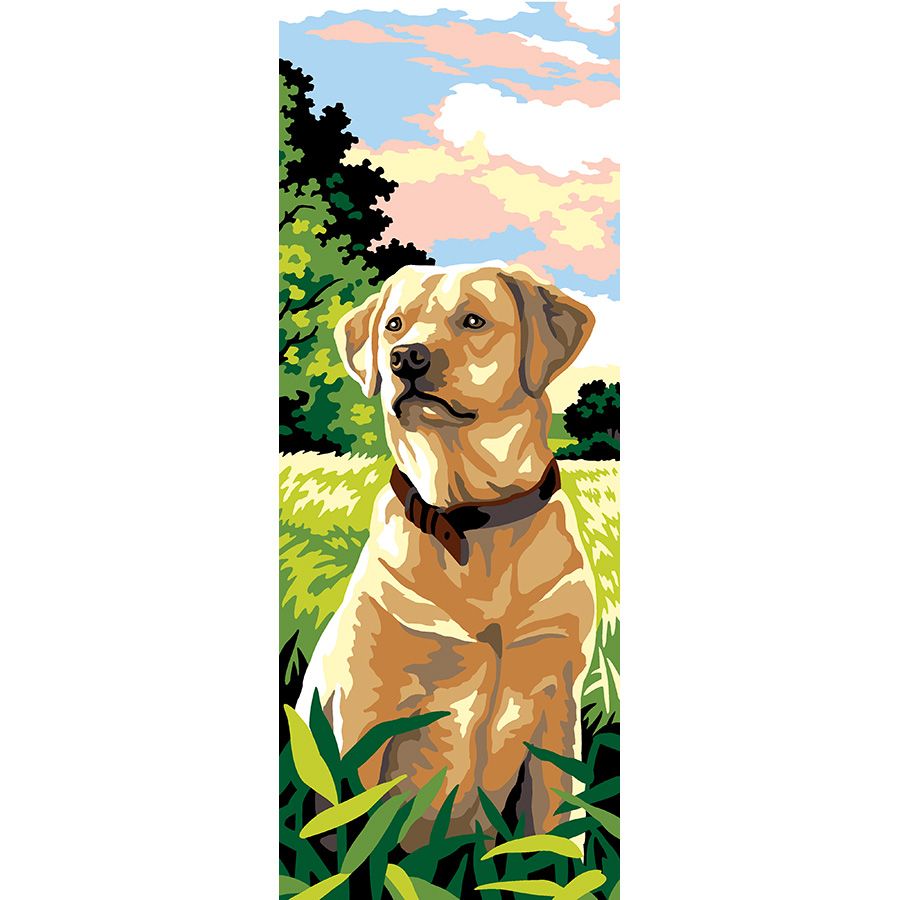 Labrador nel prato