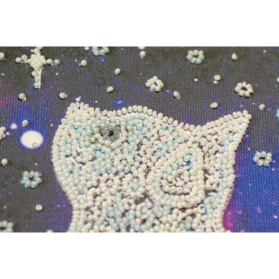 Gatto Stella