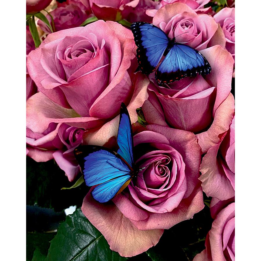 Belle rose