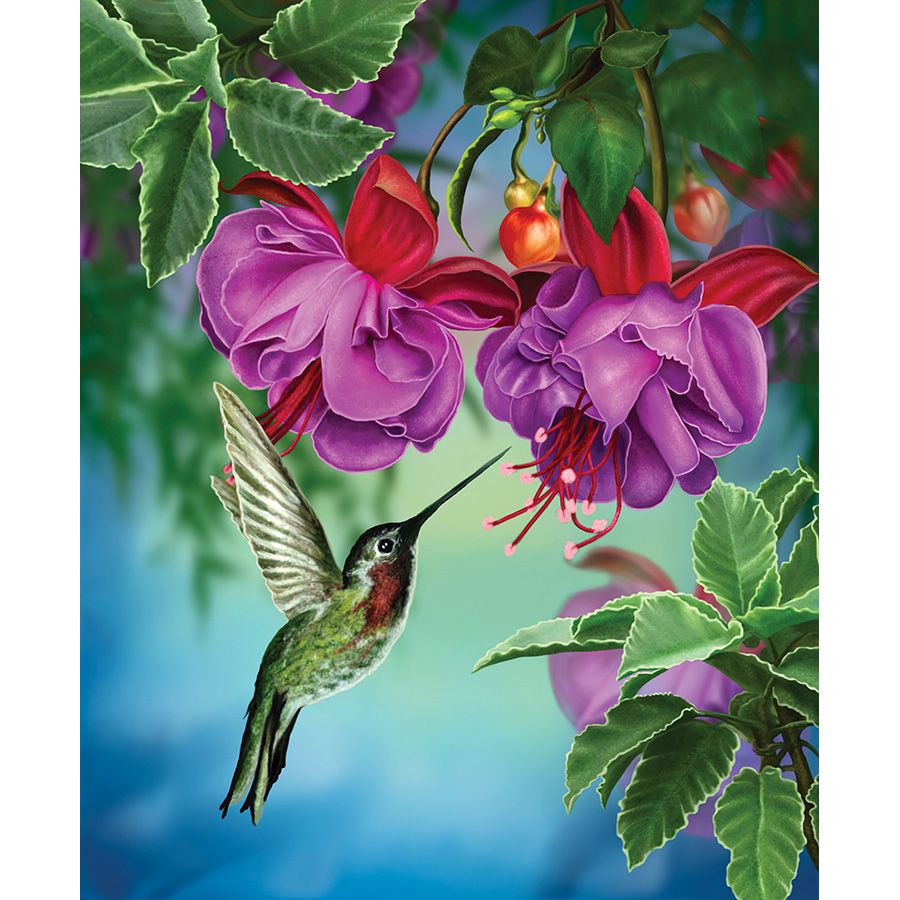 Colibrì