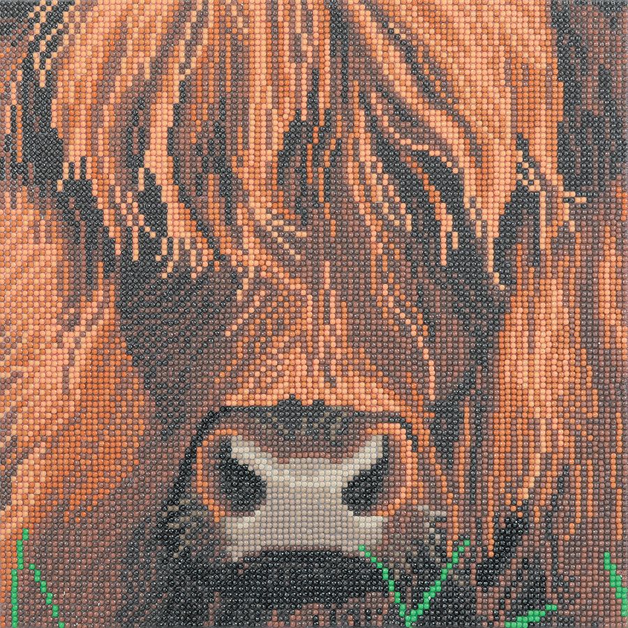 Mucca dell'altopiano