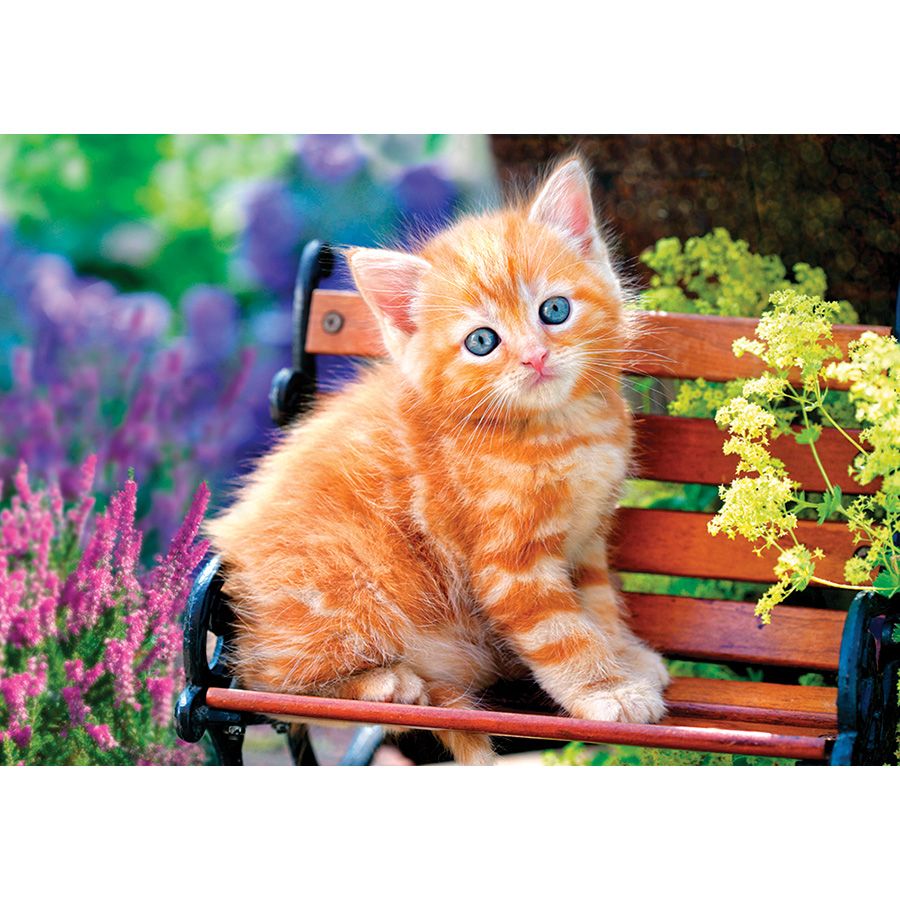 Gattino rosso