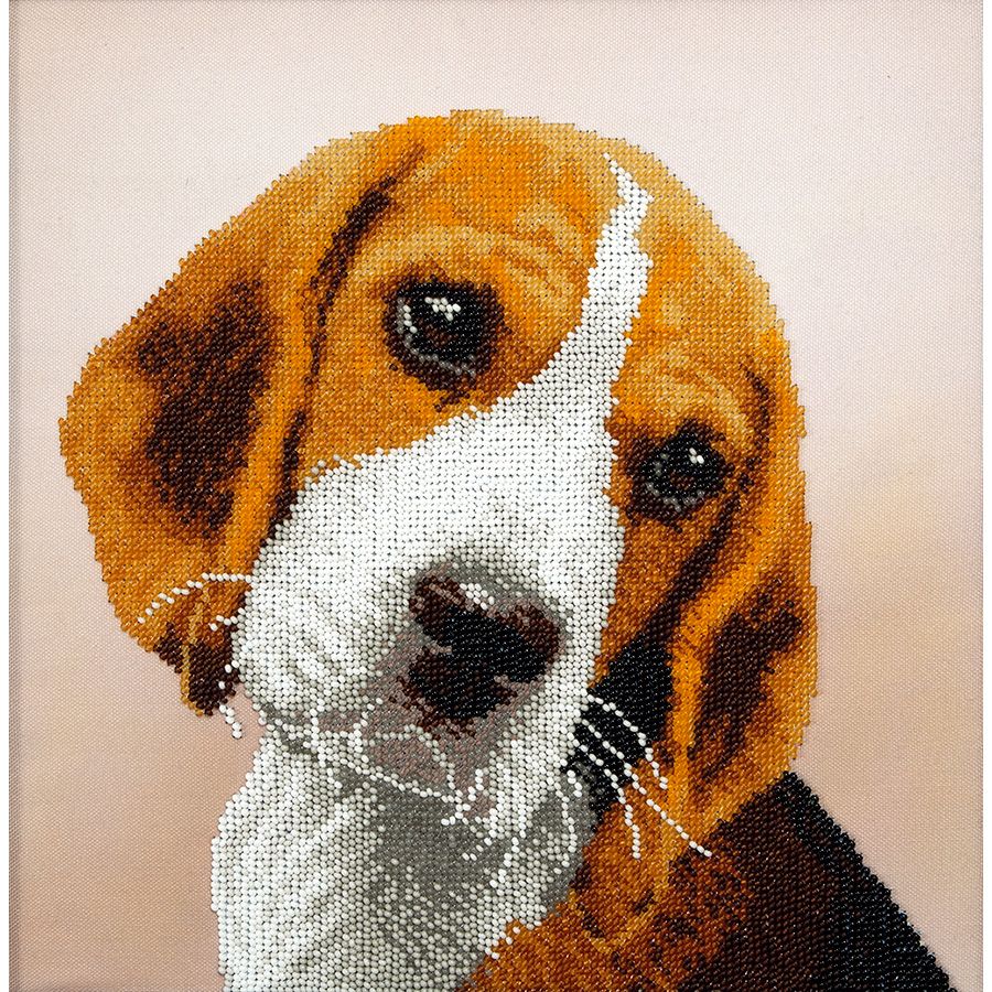 Beagle