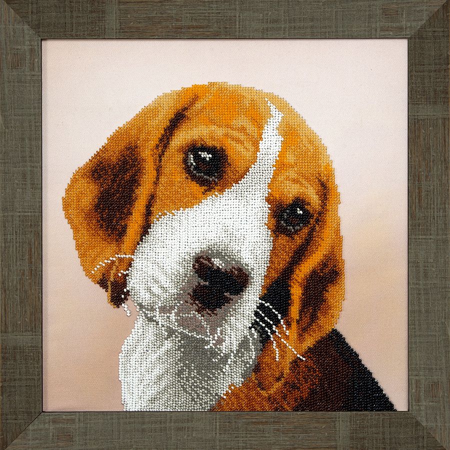 Beagle