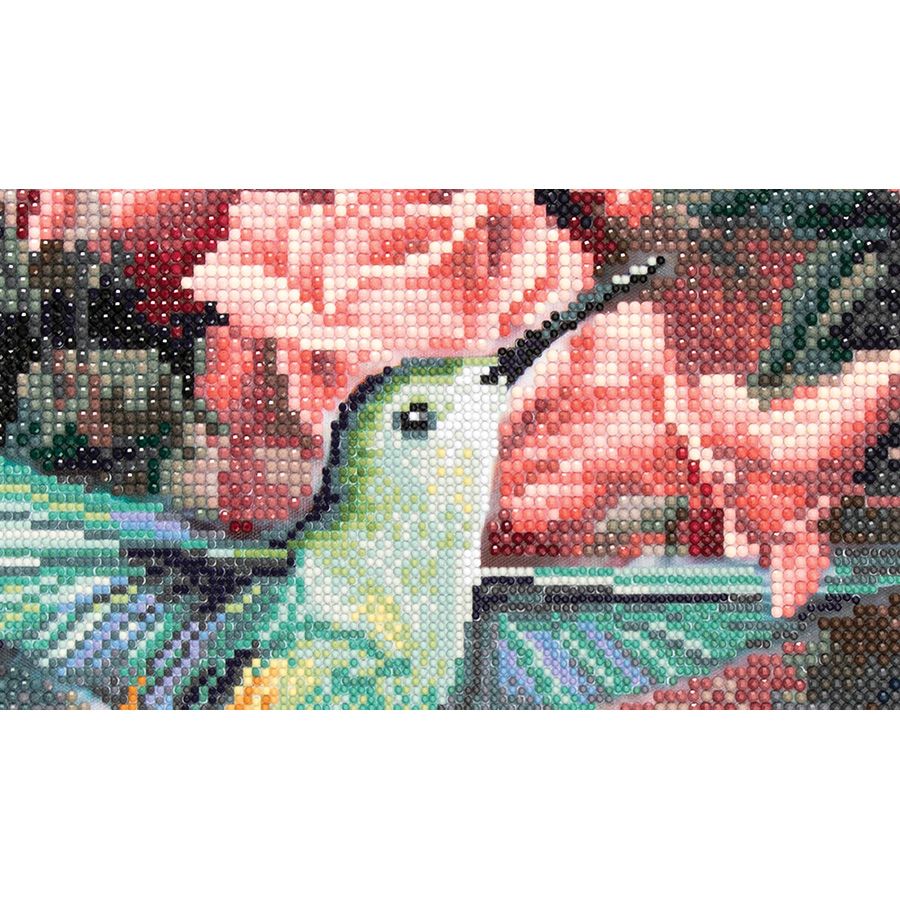 Rose e colibrì