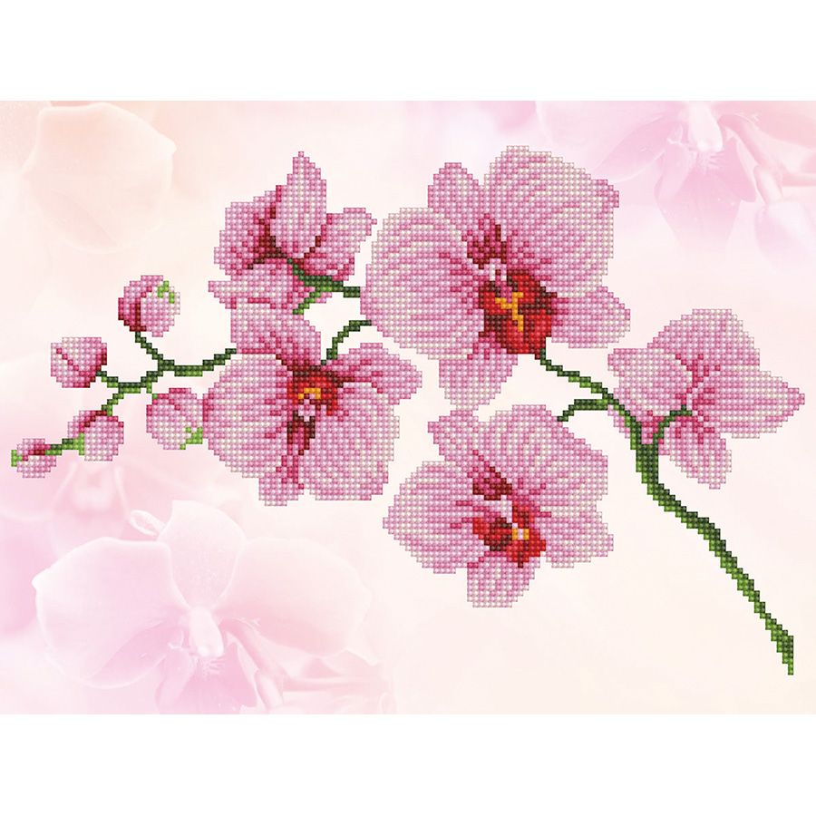 Profumo di orchidea