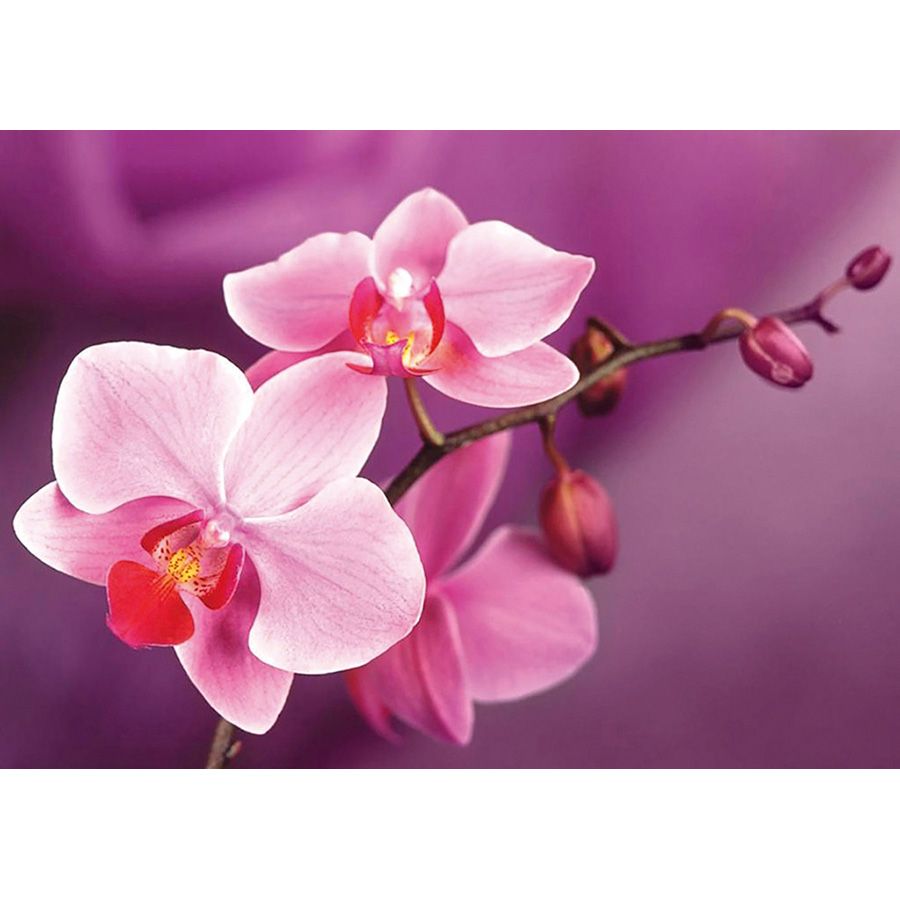 Ramo di orchidee