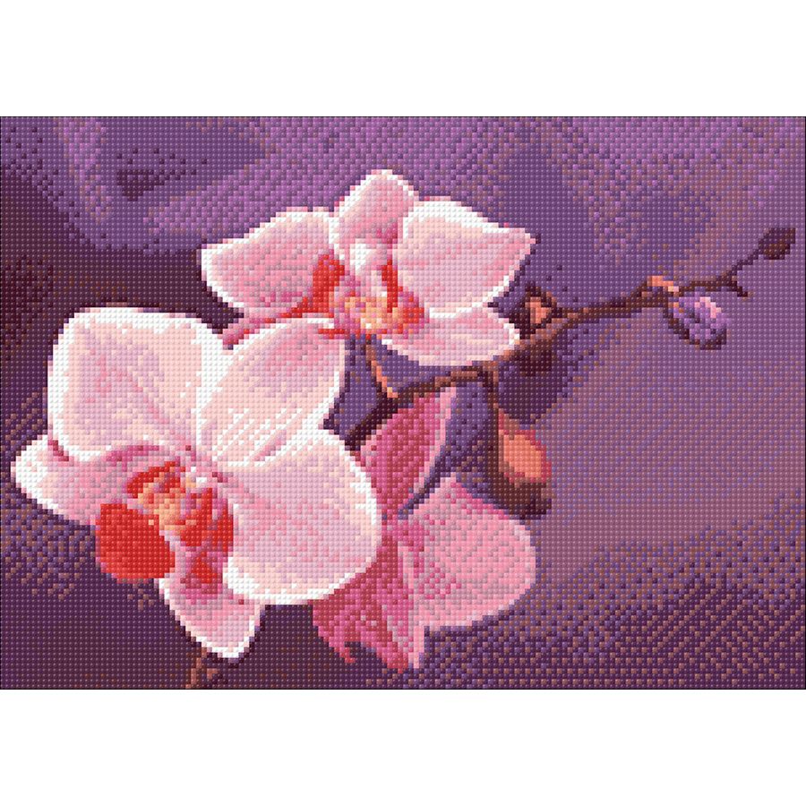Ramo di orchidee