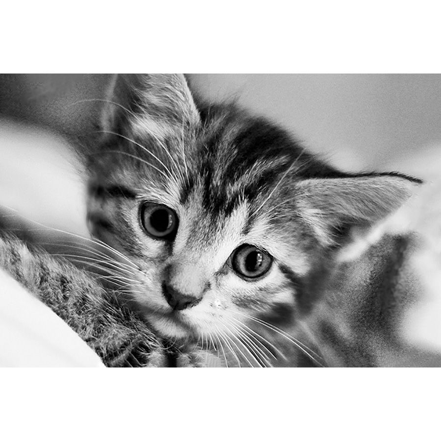 Gatto bianco e nero