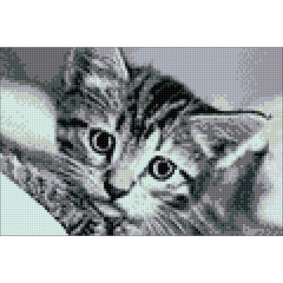 Gatto bianco e nero