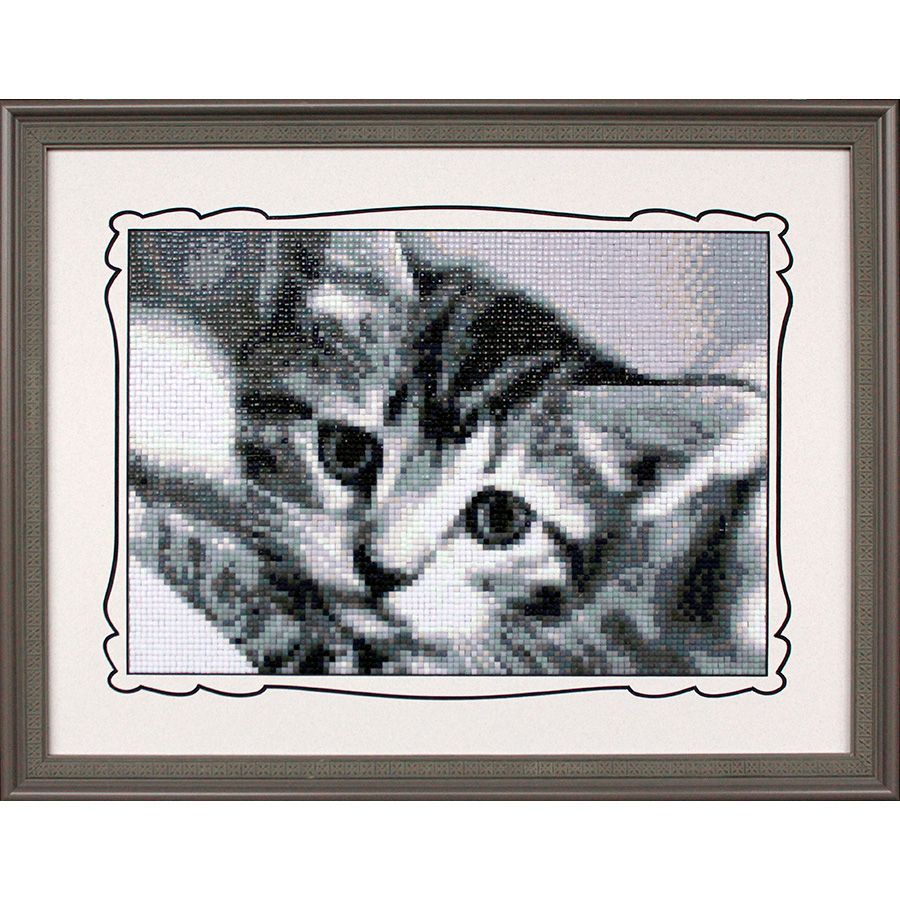 Gatto bianco e nero