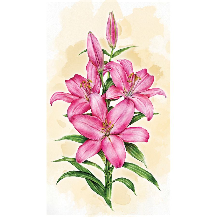 Giglio rosa