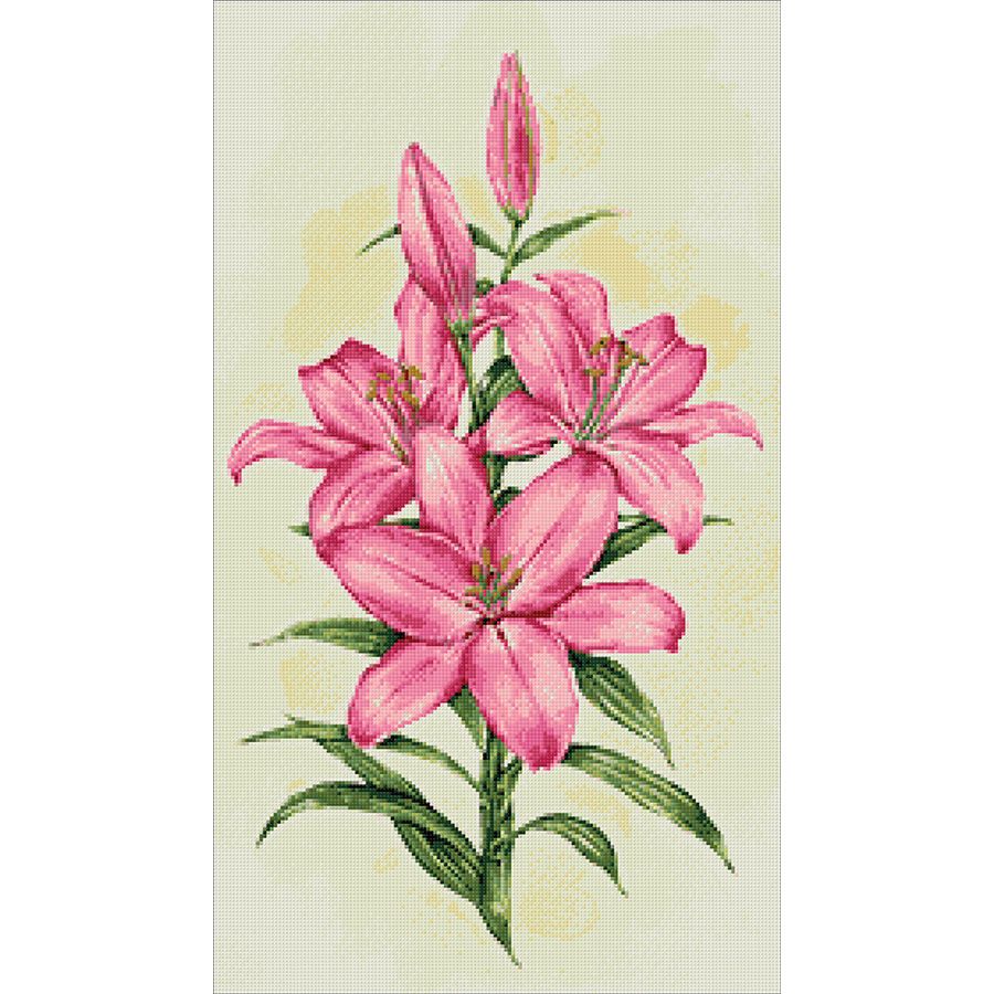 Giglio rosa
