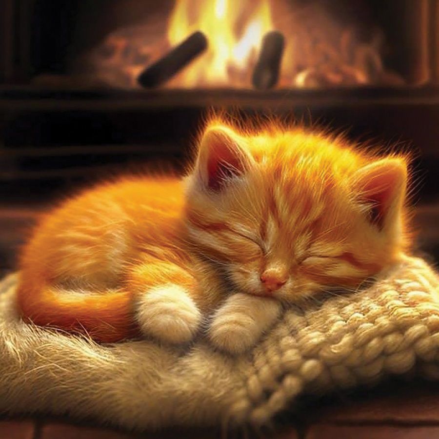 Gattino addormentato