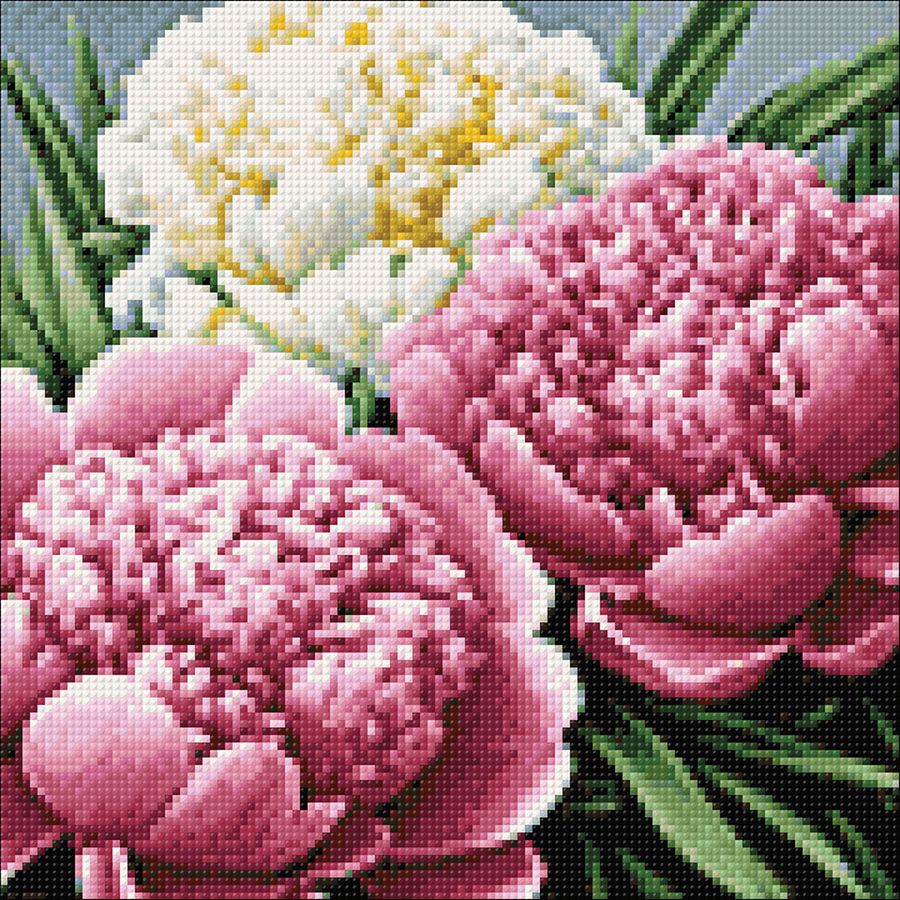 Profumo di peonie