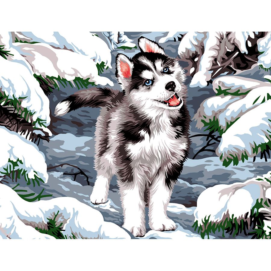 Cucciolo di Husky