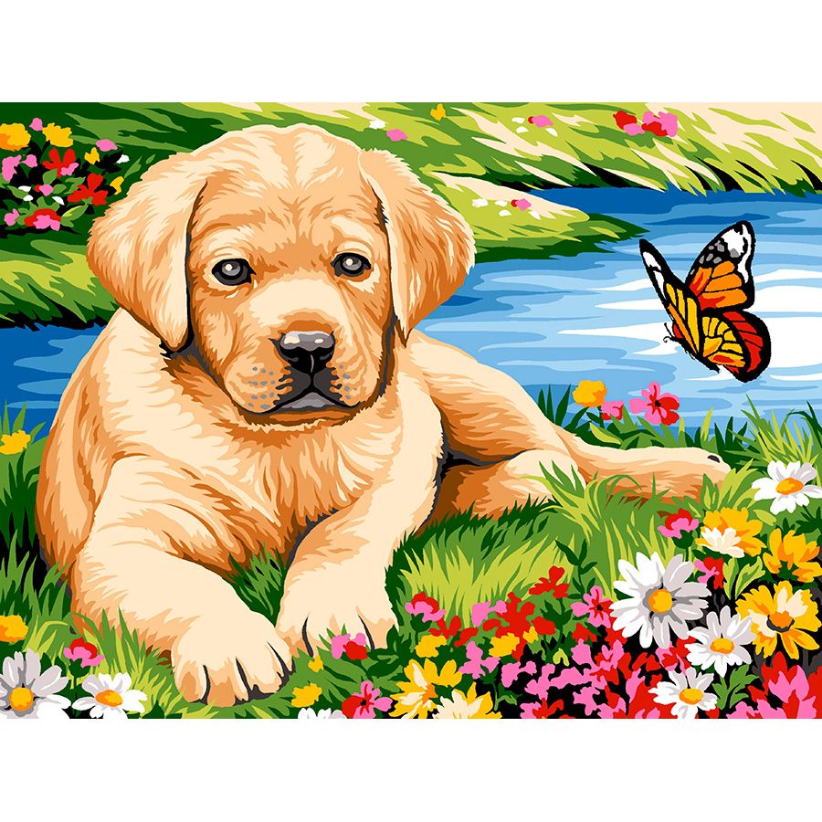 Labrador e la farfalla