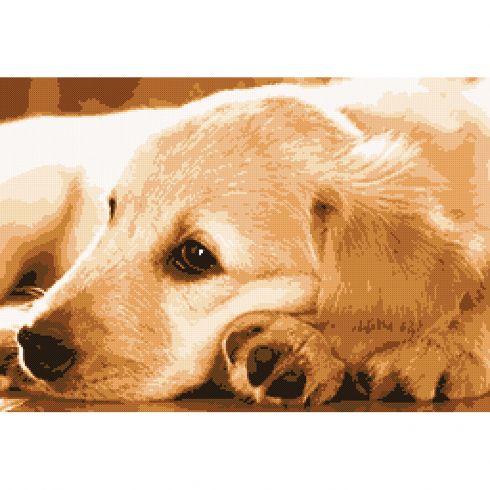 Golden retriver