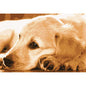 Golden retriver