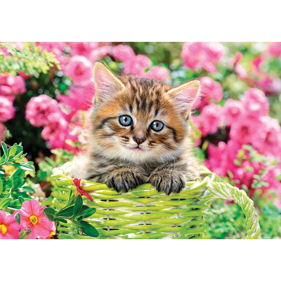 Gattino in giardino