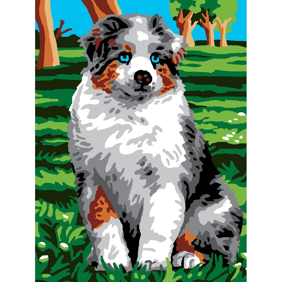 Pastore australiano dagli occhi blu