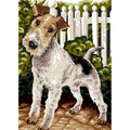 Fox Terrier a pelo ruvido