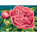 Peonia rosa