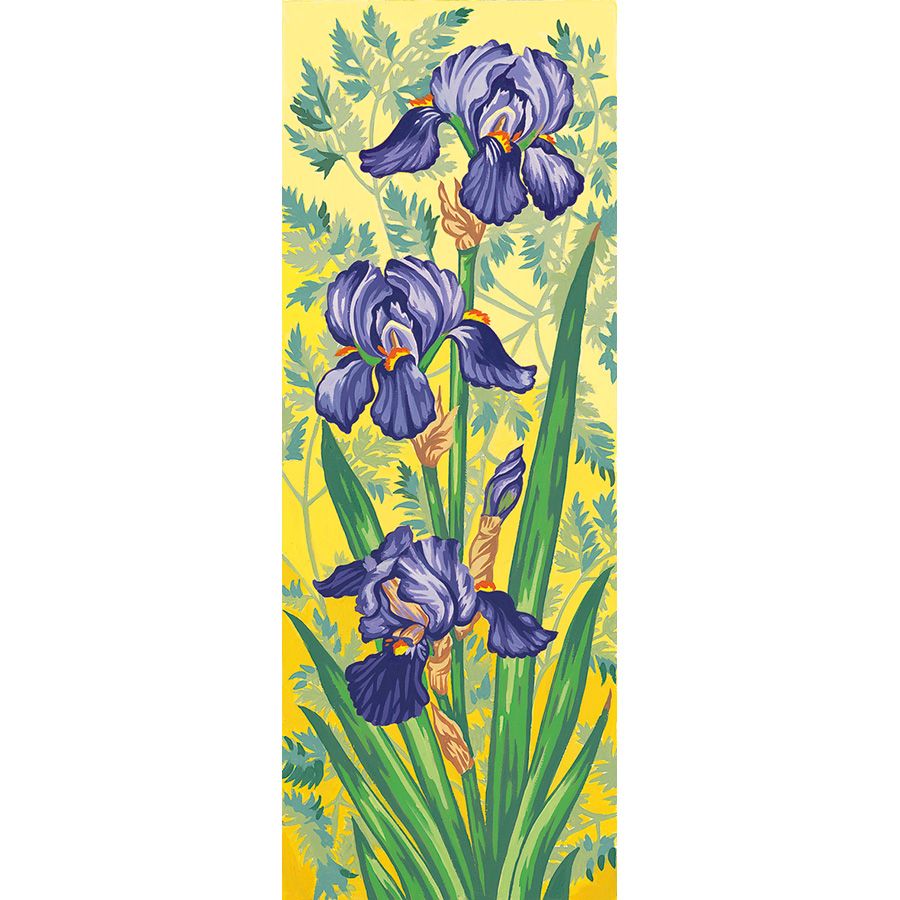 Iris viola