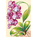 Orchidea rosa