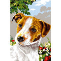 Tenero Jack Russell