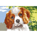 Tenero Cavalier King Charles Spaniel