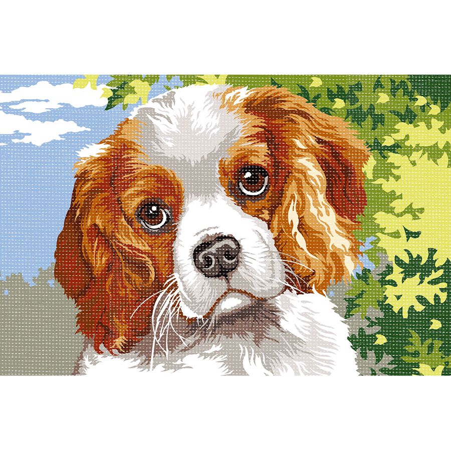 Tenero Cavalier King Charles Spaniel