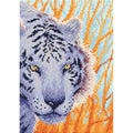 Sguardo di tigre