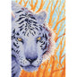 Sguardo di tigre
