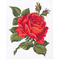 Rosa rossa