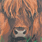 Mucca dell'altopiano