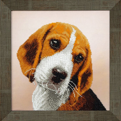Beagle