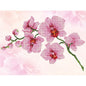 Profumo di orchidea