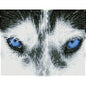 Husky misterioso