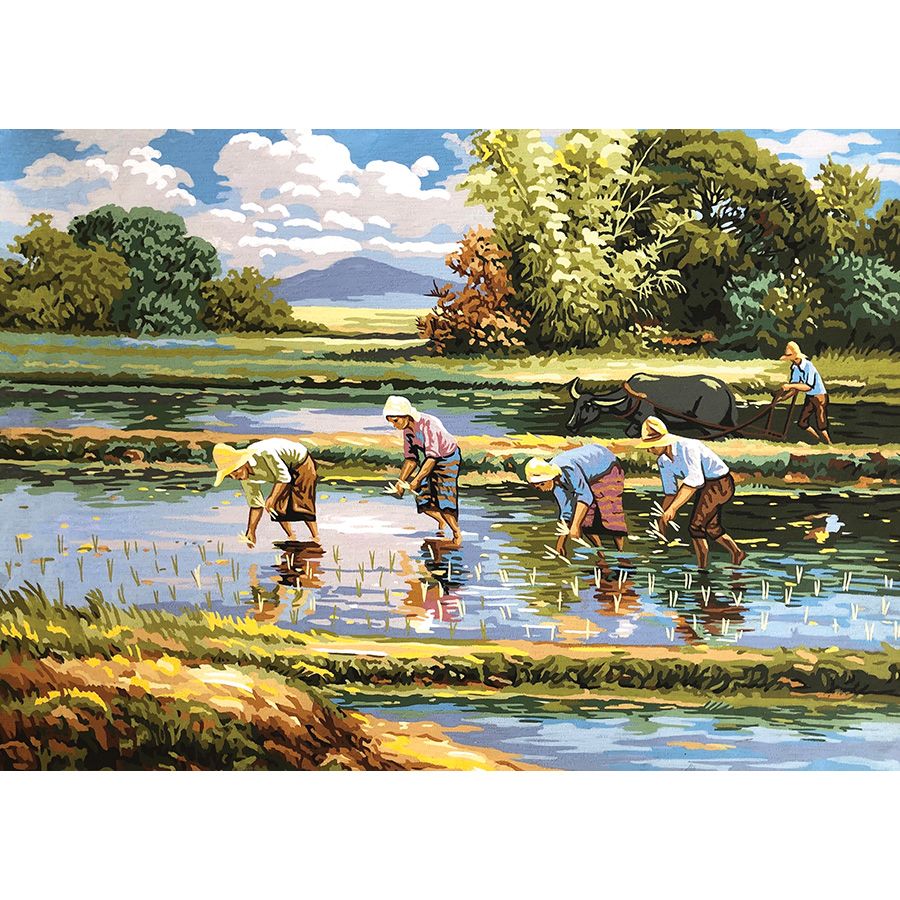 Campo di riso