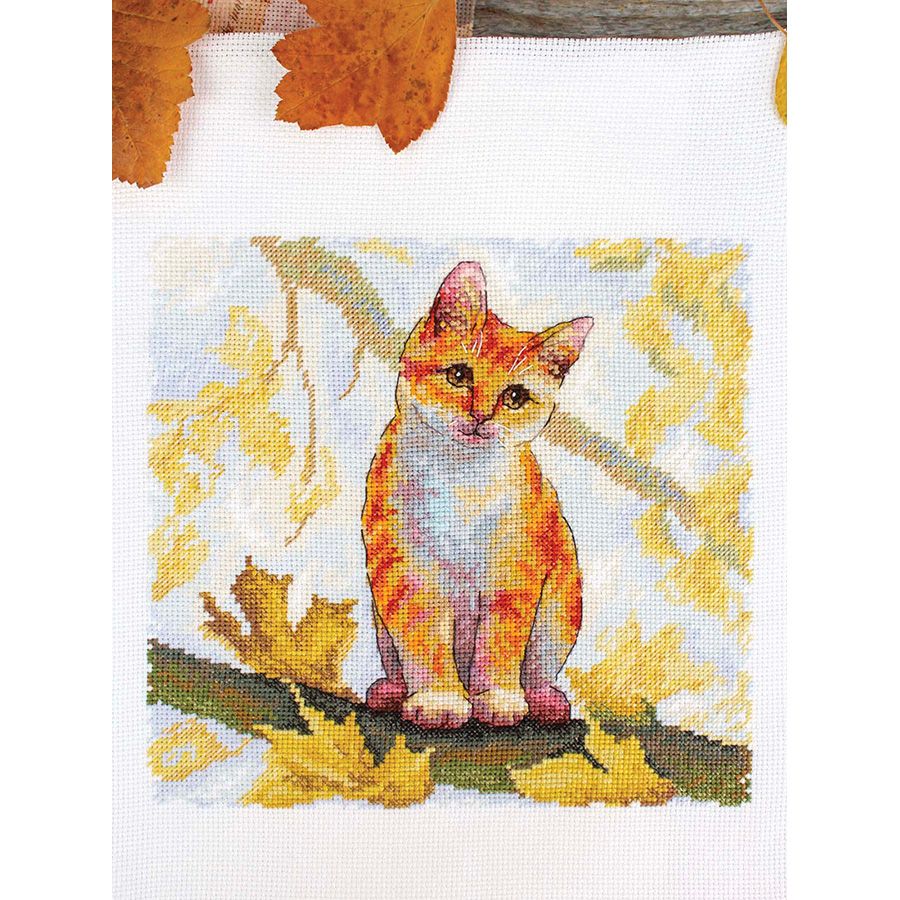 Gatto rosso