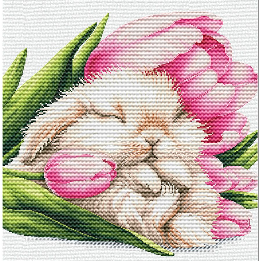 Sogni di Tulipani