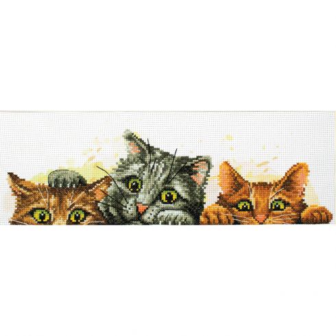 Gatti curiosi