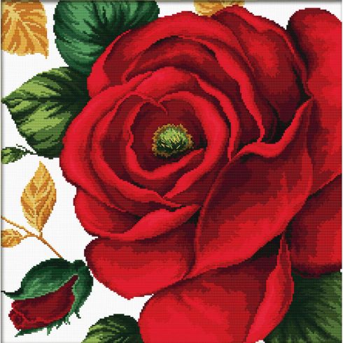 Rosa rossa