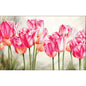 Tulipani rosa