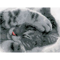 Gatto carino