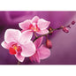 Ramo di orchidee