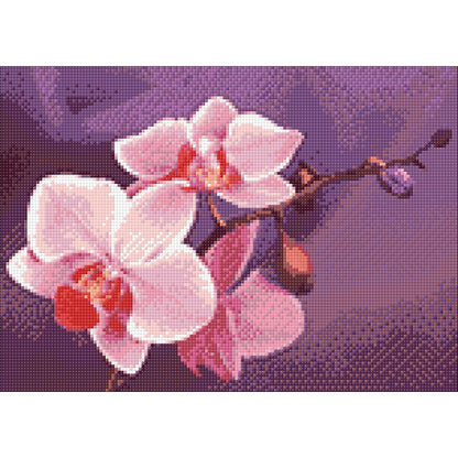 Ramo di orchidee