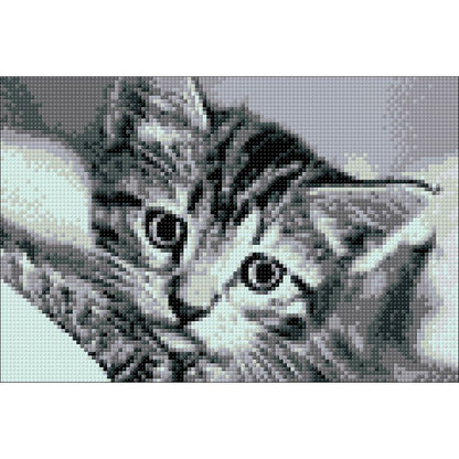 Gatto bianco e nero